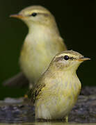 Willow Warbler