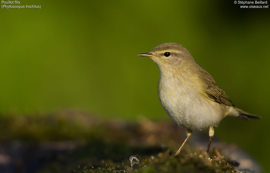 Willow Warbler