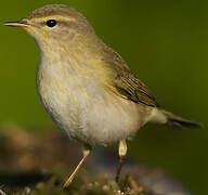 Willow Warbler