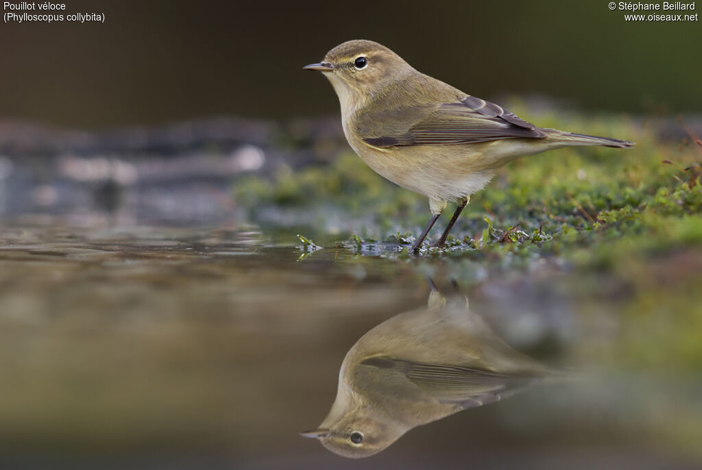 Common Chiffchaff