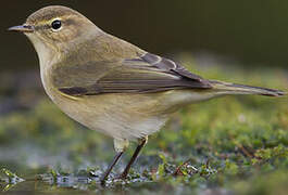 Common Chiffchaff