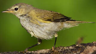 Common Chiffchaff