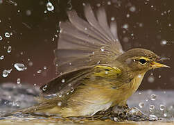 Common Chiffchaff