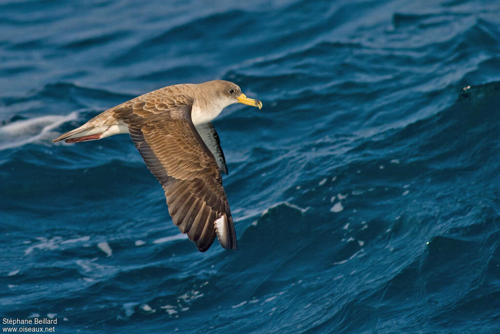 Cory's Shearwateradult, identification, Flight