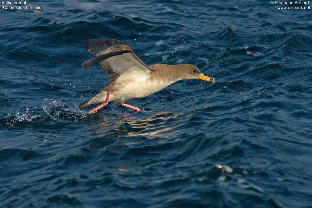 Cory's Shearwater