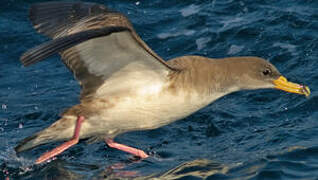 Cory's Shearwater