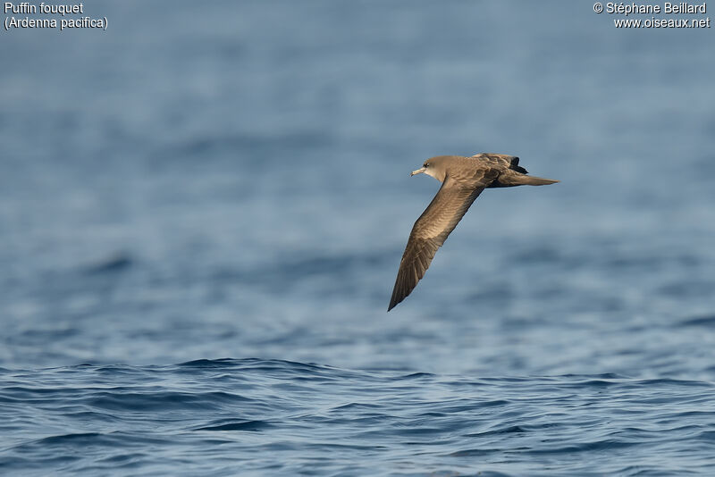 Wedge-tailed Shearwater, Flight