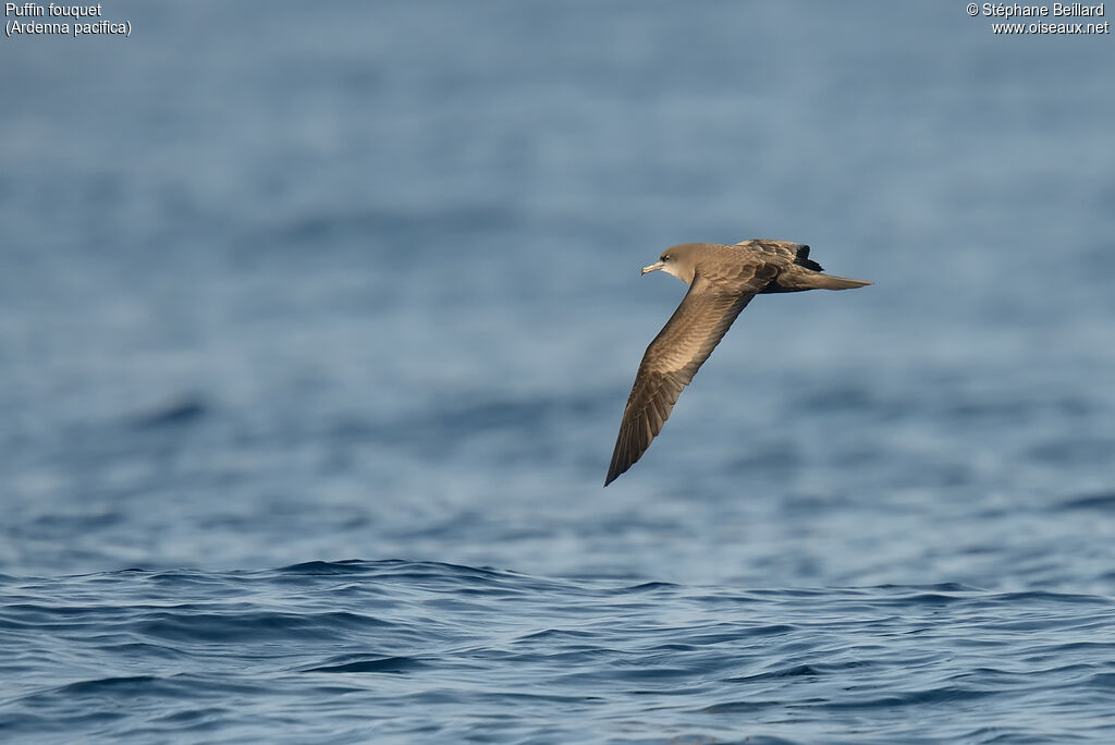 Wedge-tailed Shearwater, Flight