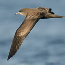 Puffin fouquet