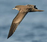 Wedge-tailed Shearwater