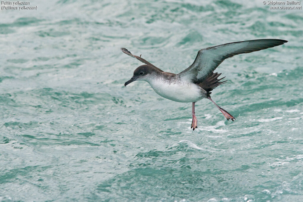 Yelkouan Shearwater