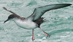 Yelkouan Shearwater