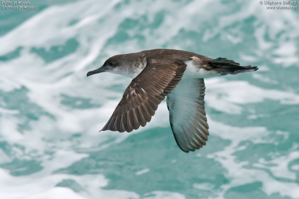 Yelkouan Shearwater, Flight