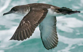 Yelkouan Shearwater