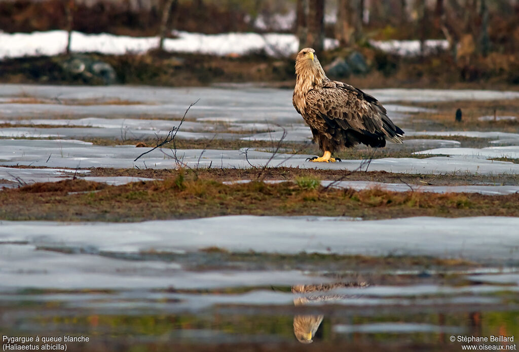 White-tailed Eagle