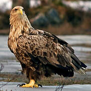 White-tailed Eagle