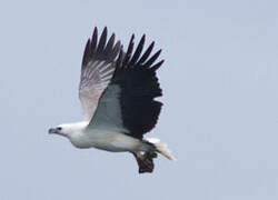 White-bellied Sea Eagle