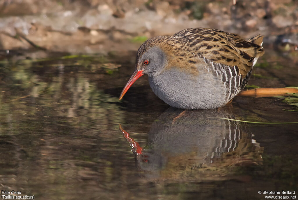 Water Rail