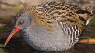 Water Rail