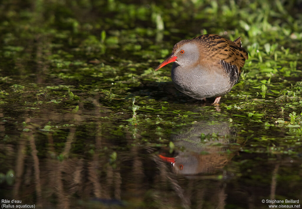 Water Rail