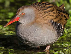 Water Rail