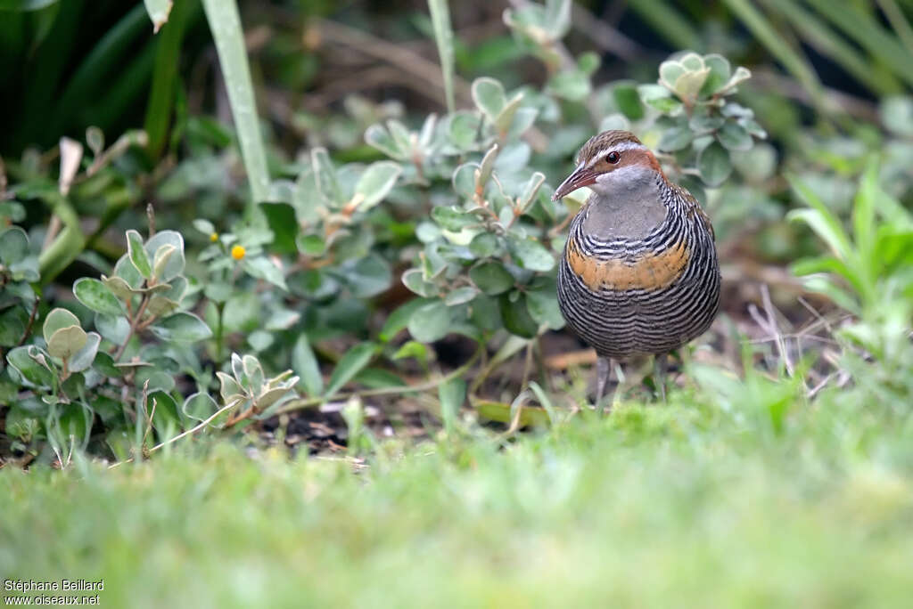 Buff-banded Railadult, close-up portrait