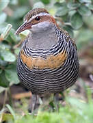 Buff-banded Rail