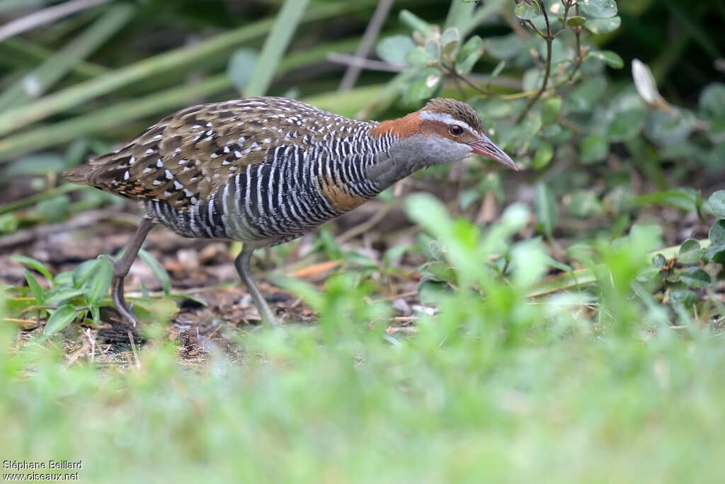 Buff-banded Railadult, identification