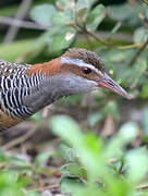 Buff-banded Rail