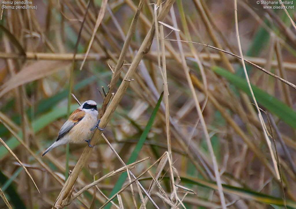 Eurasian Penduline Tit