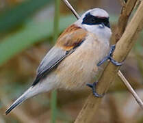 Eurasian Penduline Tit