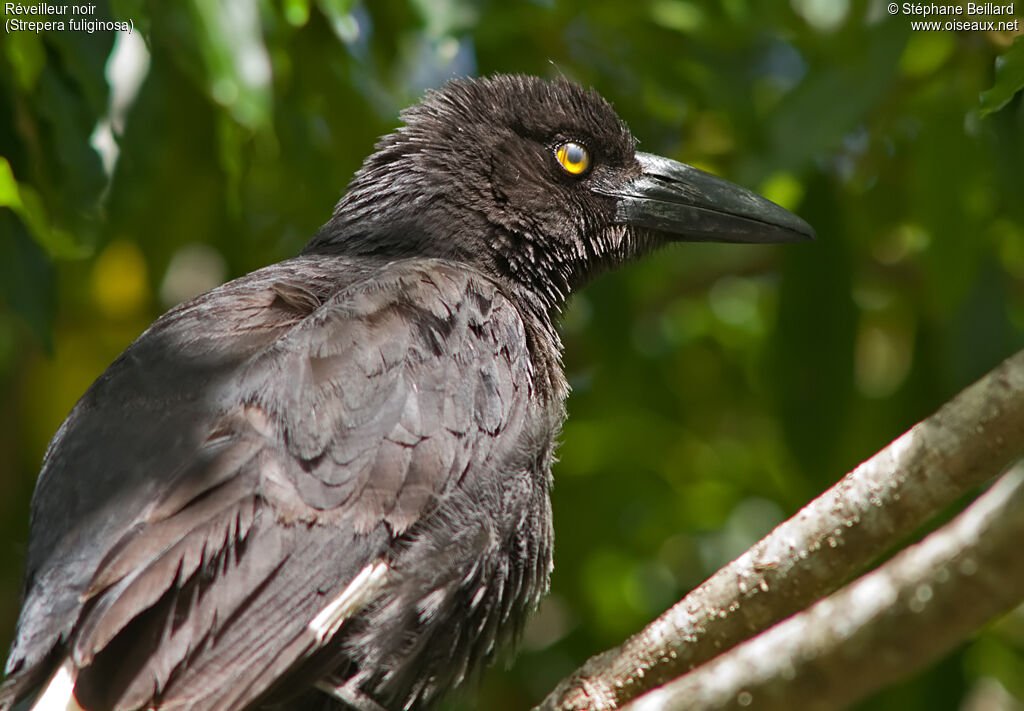 Black Currawong