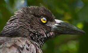 Black Currawong