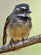 Grey Fantail