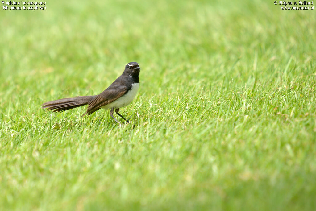 Willie Wagtail