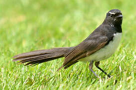 Willie Wagtail