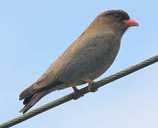 Oriental Dollarbird