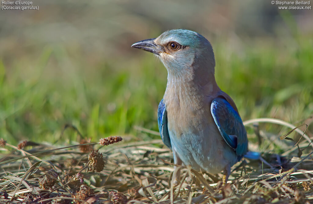 European Rollerjuvenile