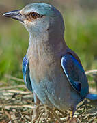 European Roller