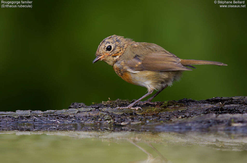 European Robinimmature