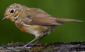 European Robin