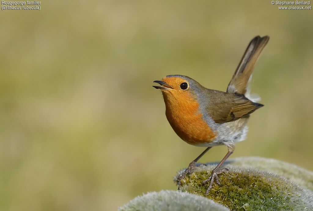 European Robinadult