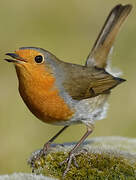 European Robin