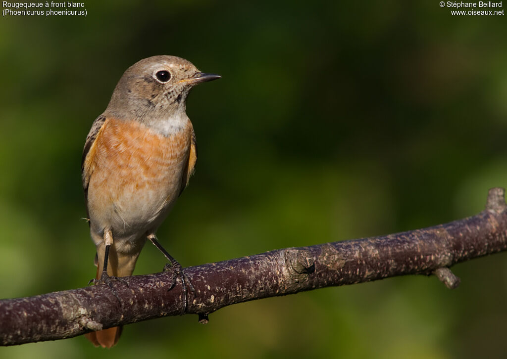 Common Redstart