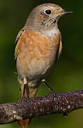 Common Redstart