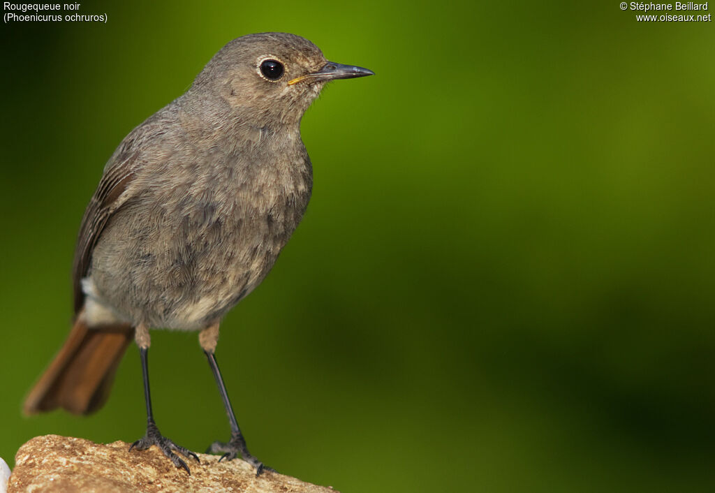 Black Redstart