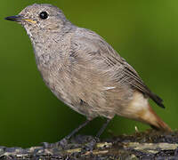 Black Redstart