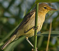 Great Reed Warbler