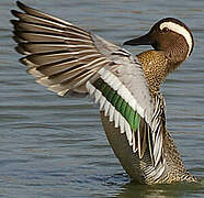 Garganey