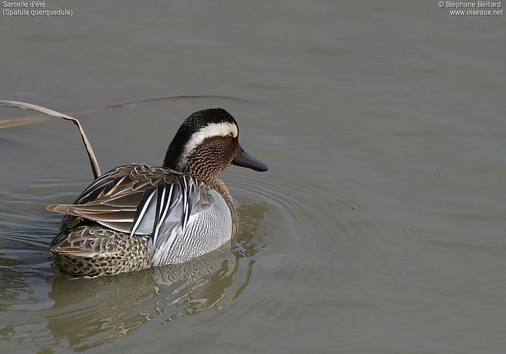 Garganey male adult